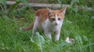 Cute Cat  Cute Kittie  Small Cat walking on grass [upl. by Aurelio875]