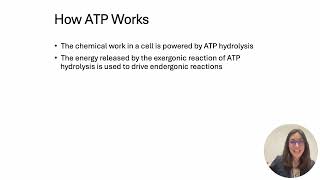 BI112 ATP and ATP cycle ch 6 [upl. by Letitia]