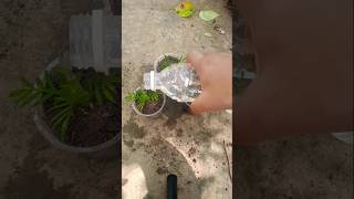 How to grow marigold flower plant shorts [upl. by Dever183]