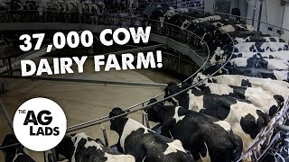 Huge scale dairy farming at Fair Oaks Farms [upl. by Mayfield]