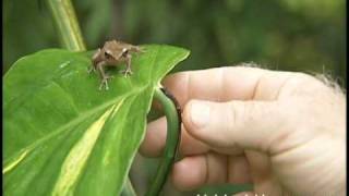 Syd Singer and the Coqui Frog [upl. by Abbotson]