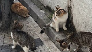 Cat gang having a meeting cat catlover catvideos [upl. by Jewel]