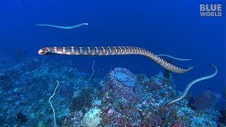 Sea Snake Island  JONATHAN BIRDS BLUE WORLD [upl. by Adamsen]