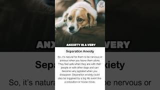 Navigating Separation Anxiety in Dogs Tips for Responsible Pet Owners dogtraining [upl. by Aziram650]