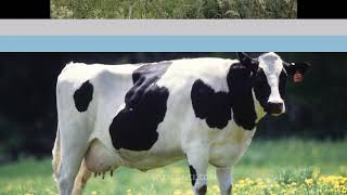 Holstein Friesian cattle  holstein friesian cattle characteristics [upl. by Isewk]