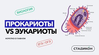 Сравнение клеток ПРОКАРИОТЫ vs ЭУКАРИОТЫ за 7 минут  это База ОГЭ  ЕГЭ по БИОЛОГИИ [upl. by Rheta]