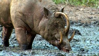 Babirusa Hirscheber Sulawesi Indonesia [upl. by Nosyk686]