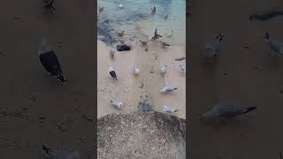 Gulls in Stives Gulls Birds Wildlife Nature Stives Cornwall [upl. by Eelyrag]