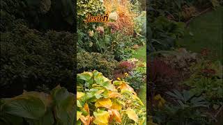 Złota polska jesień 🍁🍂🍁 ogrod rosliny plants garden kwiaty [upl. by Ynahteb270]