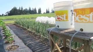 Whizbang Bucket Irrigation For Gardeners [upl. by Rachelle263]