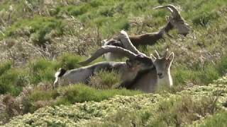 Celo de la Cabra Montés en la Sierra de Guadarrama [upl. by Schilling]