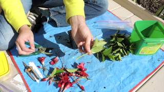 Dipladenia Stem Cuttings Mandevilla [upl. by Mast]