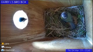 LIVE FEED  Blue Tit Nest Box  Angmering West Sussex  UK  2022 [upl. by Venable]