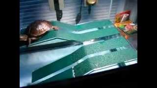 Turtle Tank with Kordon Oasis Turtle Ramp [upl. by Llij]