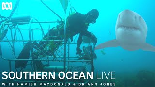 Abalone divers working in the path of great white sharks  Southern Ocean Live [upl. by Tricia755]