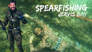 Spearfishing Jervis Bay  and seeing a Great White shark plus plenty more [upl. by Behre]