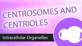 Intracellular Organelles The Centrosome [upl. by Filide]