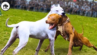 Trained Dogo Vs Pitbull Comparison  Pitbull Vs Dogo Argentino Real Video [upl. by Araek329]