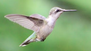 Hummingbird Wing Sounds [upl. by Kerekes]