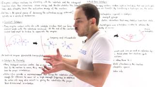 Mechanisms of Enzyme Catalysis [upl. by Kornher349]