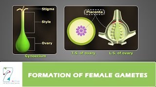 Formation of Female Gametes [upl. by Rochette]