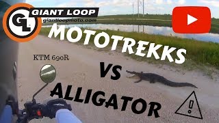 GIANT LOOP MOTOTREKK vs Alligator KTM 690 R [upl. by Aicnelav]