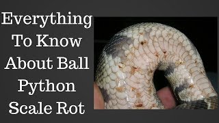 Everything To Know About Ball Python Scale Rot  Benjamins Exotics [upl. by Donelle168]