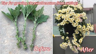 How to grow chrysanthemums from cuttings  propagation of chrysanthemums from cuttings [upl. by Darej]