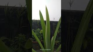 Pandanus veitchiiBiryani leaf plantRambha plantpayesh patta shortslove fulusgarden11 [upl. by Anala]