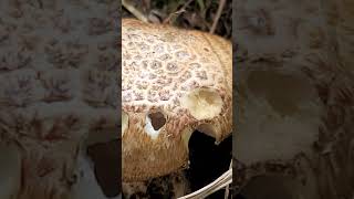 Close Up Of Lepiota Aspera Mushroom [upl. by Waki323]