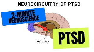 2Minute Neuroscience PTSD [upl. by Timothee]