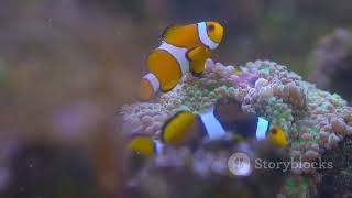 Clownfish Care 101 Tank Size Diet amp More [upl. by Yrreb]