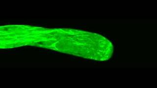 Polar Cell Growth Machinery in Pollen Tubes Supplemental Video 6 [upl. by Aleinad]