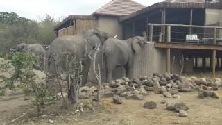 Elephant herd drinking from the pool [upl. by Kenny]