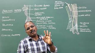 Brachial Artery [upl. by Tcideneb]