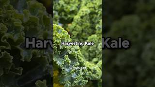 Grow and Harvest Kale Tips for a Bountiful Crop 🥬 [upl. by Lucia]