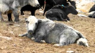 Yak Zanskar doksa alp gyambal 4 [upl. by Davilman]