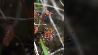 Found a native carnivorous plant Drosera auriculata botany ecology [upl. by Eeliab]