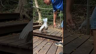 Kagu Bird Show Part 1  Parc Provincial Zoologique et Forestier  Noumea New Caledonia [upl. by Fleeman]