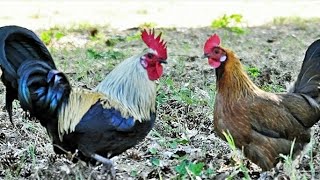 Comment doit être un elevage de poulet local et ou amélioré [upl. by Charmain]