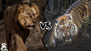 ASIATIC LION VS BENGAL TIGER  Who is The King of Asia [upl. by Metcalf]