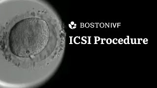 ICSI Procedure Explained  Science at Boston IVF [upl. by Lydon]