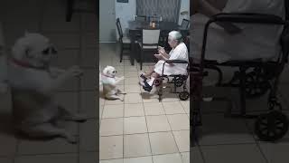 Cachorro cantando [upl. by Raamaj]