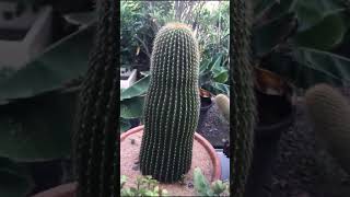 Most popular plants succulent varieties shorts ytshorts [upl. by Kepner]