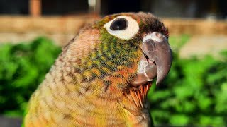 Green Conure Talking Show  green cheek conure sounds [upl. by Airehs784]