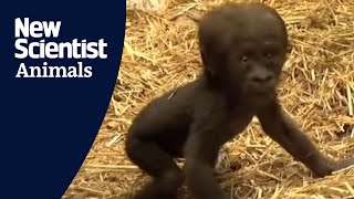 Baby gorilla takes first steps [upl. by Aryas]