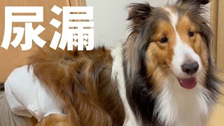 尿漏れ気味な愛犬にトイレシーツで即席オムツを作るパパ [upl. by Norraj]