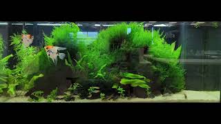 My office aquarium  20 September 2024 [upl. by Calida]