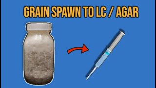 Turning Grain Spawn BACK To Liquid Culture  Agar [upl. by Leilah724]