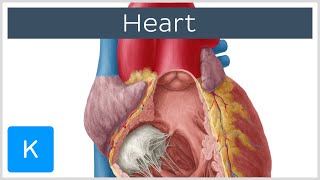 The Anatomy Of The Heart [upl. by Leihcey]